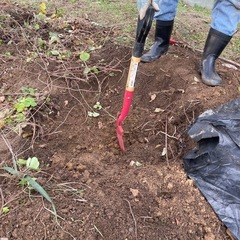 ブルーベリーの木上げます。の画像