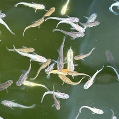 MIXメダカ🐟100匹❗️　花魁　エメキン×カブキ　エメキン×花...
