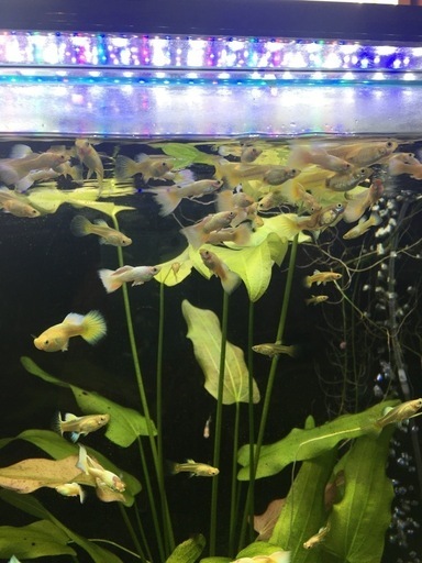 値下げ！幅60cm x 奥45cm x 高さ60cm 水槽台、LED その他