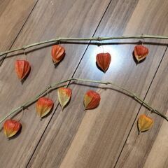 ドライフラワー　ほおずき