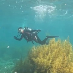 スキューバダイビング興味ある人！ - 大阪市