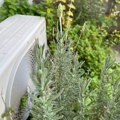 デンタータ　ラベンダーの画像