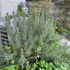 デンタータ　ラベンダーの画像