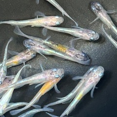花魁　漏れ個体　30匹