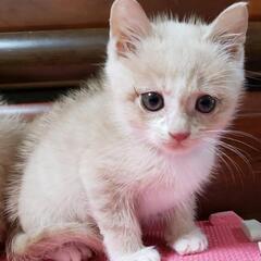 里親決定‼️ベージュの猫ちゃん🐈‍⬛ ͗