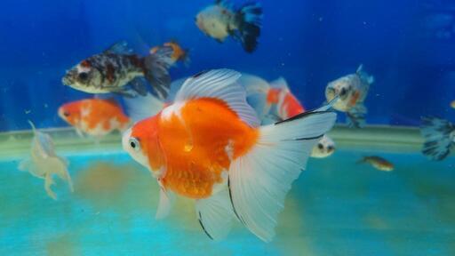 特大ブロード桜琉金3歳魚