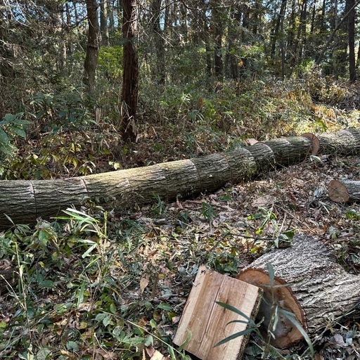 ナラ玉切り長さ40cm