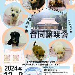 12月8日　子犬子猫譲渡会