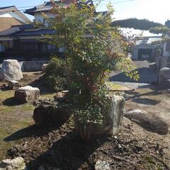南天の木