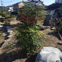 南天の木の画像