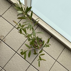 観葉植物/オリーブ/約80cmの画像