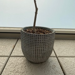 観葉植物/オリーブ/約80cmの画像