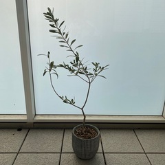 観葉植物/オリーブ/約80cm