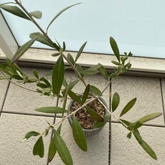 観葉植物/オリーブ/約80cmの画像
