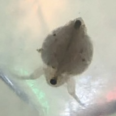 ＊ 極小　シャムミジンコ　＊の画像