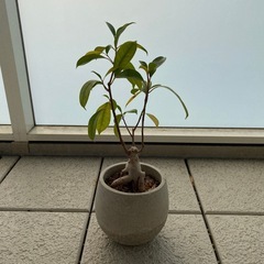観葉植物/ガジュマル/約40cmの画像