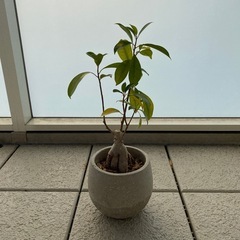 観葉植物/ガジュマル/約40cm