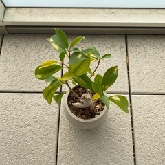 観葉植物/ガジュマル/約40cmの画像