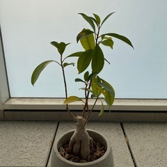 観葉植物/ガジュマル/約40cmの画像