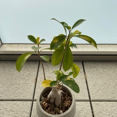 観葉植物/ガジュマル/約40cmの画像