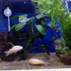 熱帯魚3種
