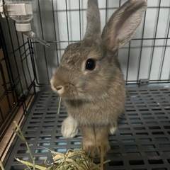 ミニウサギ