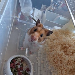ゴールデンハムスター