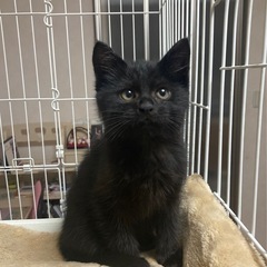 トライアル決定致しました。ふわふわ黒猫のタンゴくん　2ヶ月半　男の子