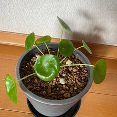 観葉植物　ぺぺロミオイデス