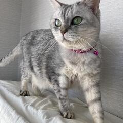高齢者可！きれいな女のコ一匹飼い推奨