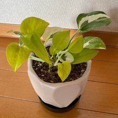 観葉植物　ポトス