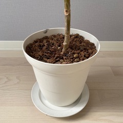 観葉植物/ツピタンサス/60cmの画像