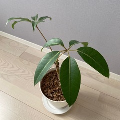 観葉植物/ツピタンサス/60cmの画像
