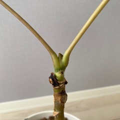観葉植物/ツピタンサス/60cmの画像