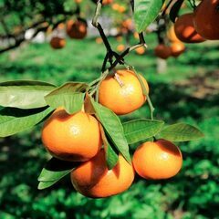 【日払い】愛媛県松山市中島でみかんの収穫・サンテ掛け等の農作業の...