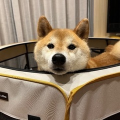 生活環境の変化により飼い続けることが困難になったため今回に限り里親を探しています。 - 犬