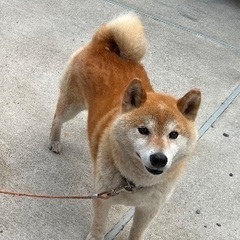 生活環境の変化により飼い続けることが困難になったため今回に限り里親を探しています。 - 千葉市