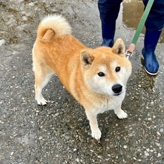 生活環境の変化により飼い続けることが困難になったため今回に限り里親を探しています。 - 里親募集