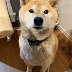 生活環境の変化により飼い続けることが困難になったため今回に限り里親を探しています。 − 千葉県