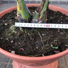 ココスヤシ（２本立ち）2️⃣の画像