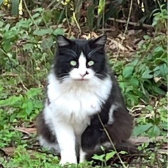 長毛の若いオス猫