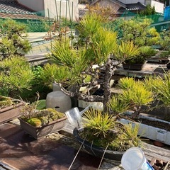 松盆栽