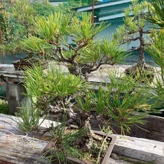 松盆栽