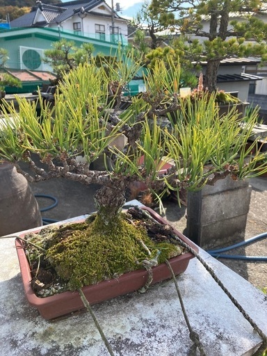 松盆栽