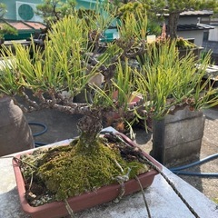 松盆栽