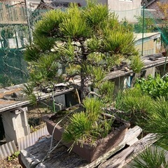 松盆栽