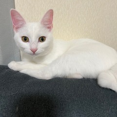白猫ちゃん　メス