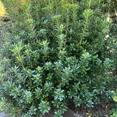 植木あげます　無料　③