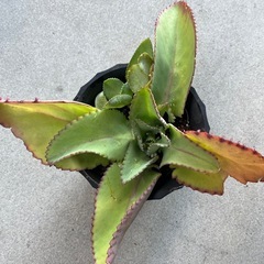 多肉植物