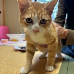 甘えん坊な茶トラくん